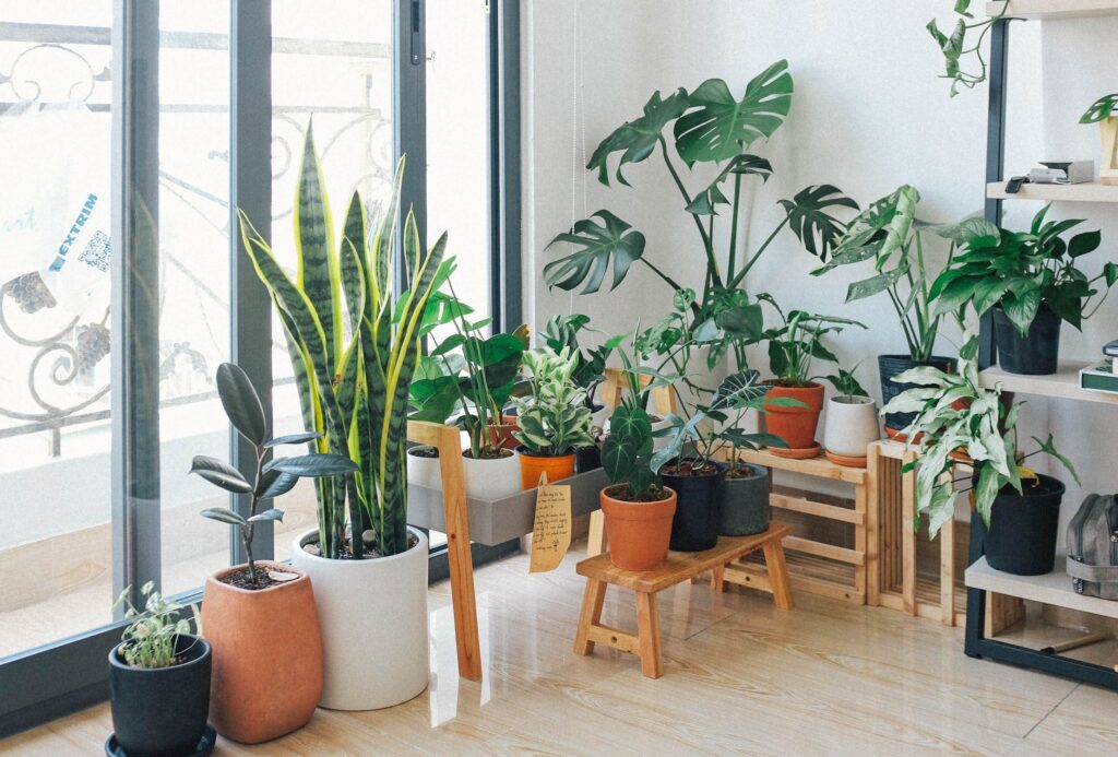 escolha de plantas para urban jungle