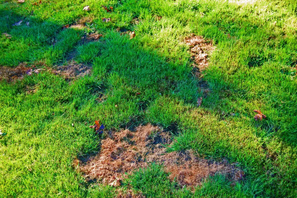pontos mortos na grama devido a urina de cães