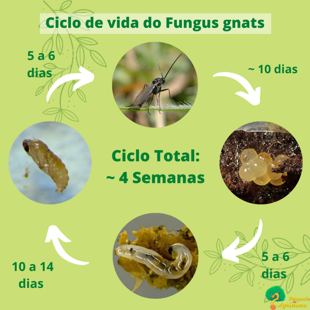 imagem mostrando o cilco de vida dos fungus gnats