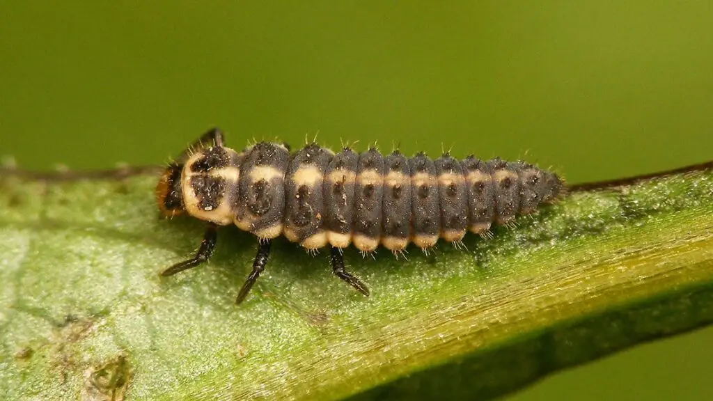 Coccinella miranda Larva