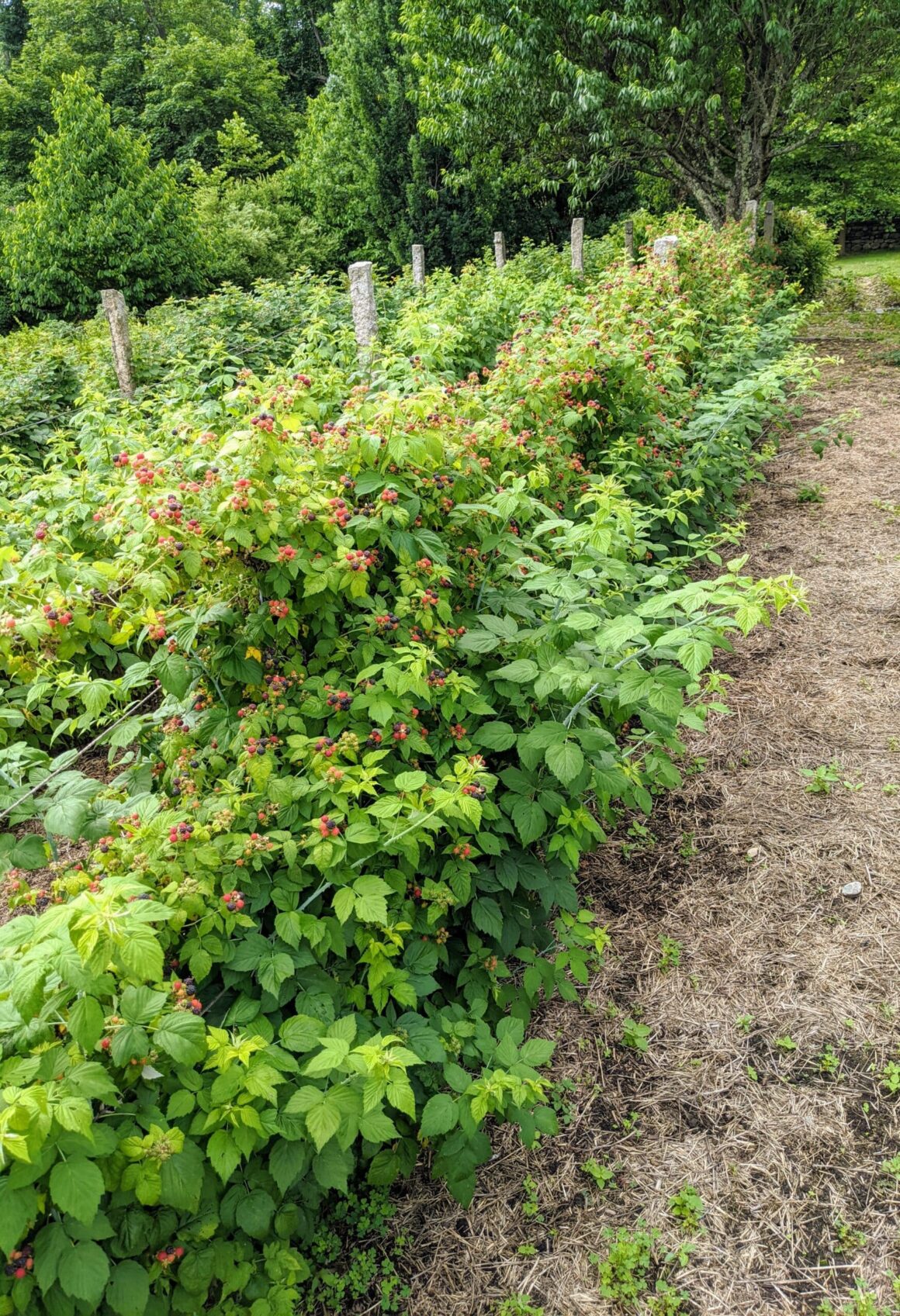 Como Cultivar Framboesa - Pergunte Ao Agrônomo