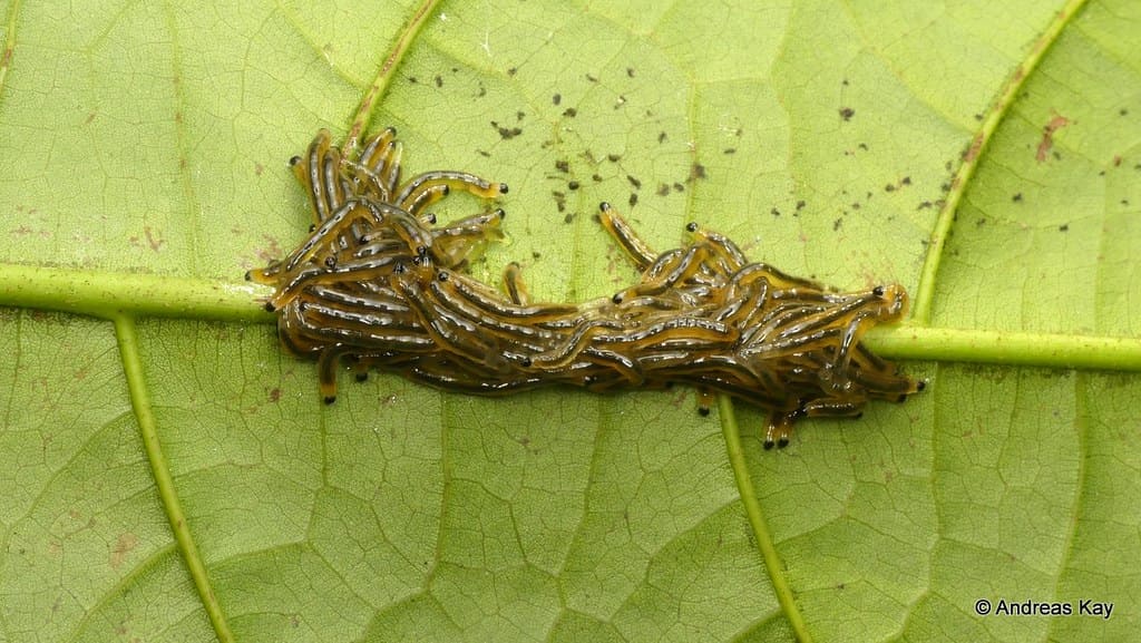 larvas fungus gnats comendo folha Andreas Kay