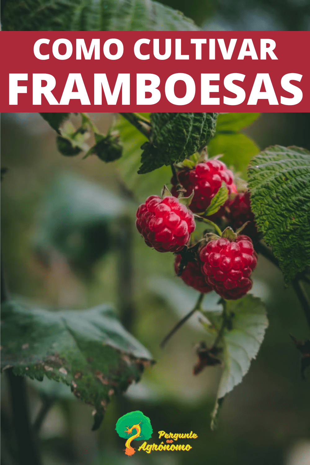 Como Cultivar Framboesa - Pergunte Ao Agrônomo