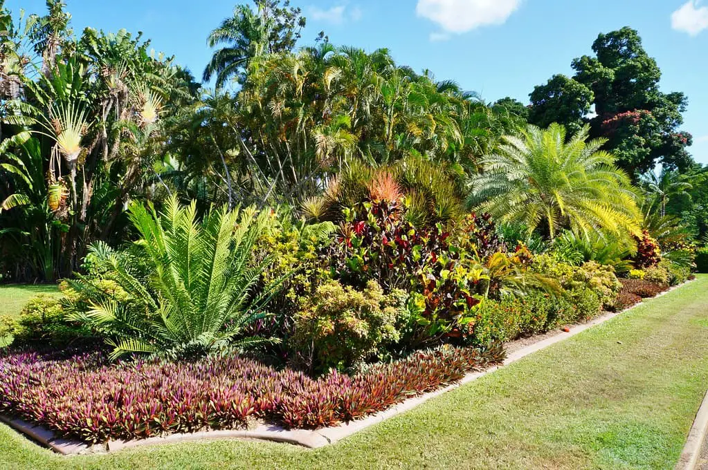 Jardim formado por várias plantas no centro, inclusive a Tradescantia spathacea 