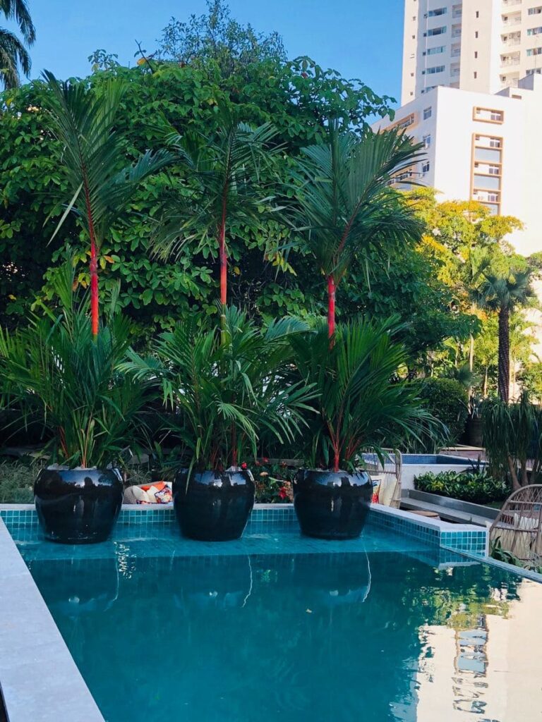 Planta para piscina: Palmeira laca