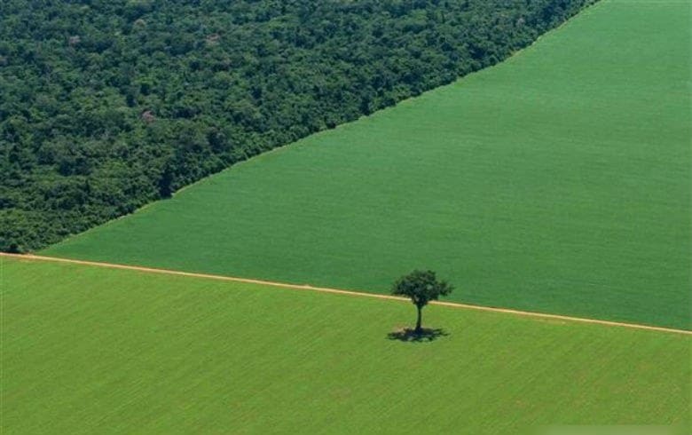agricultura e o desmatamento