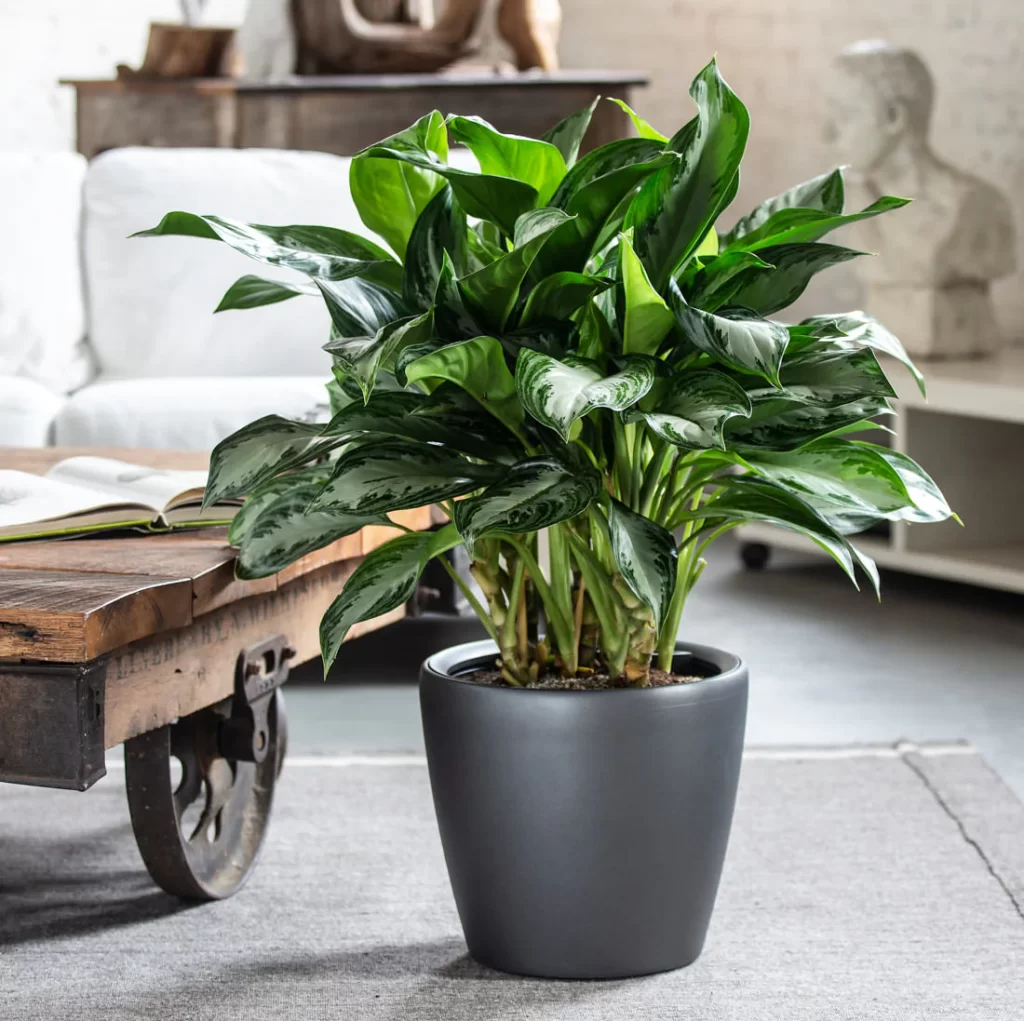 plantas para escritório: Aglaonema