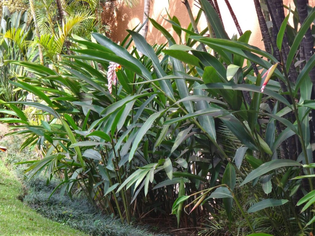 Planta colônia na sombra