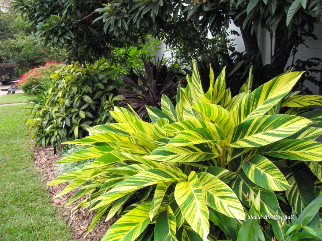 Planta colônia variegata no jardim