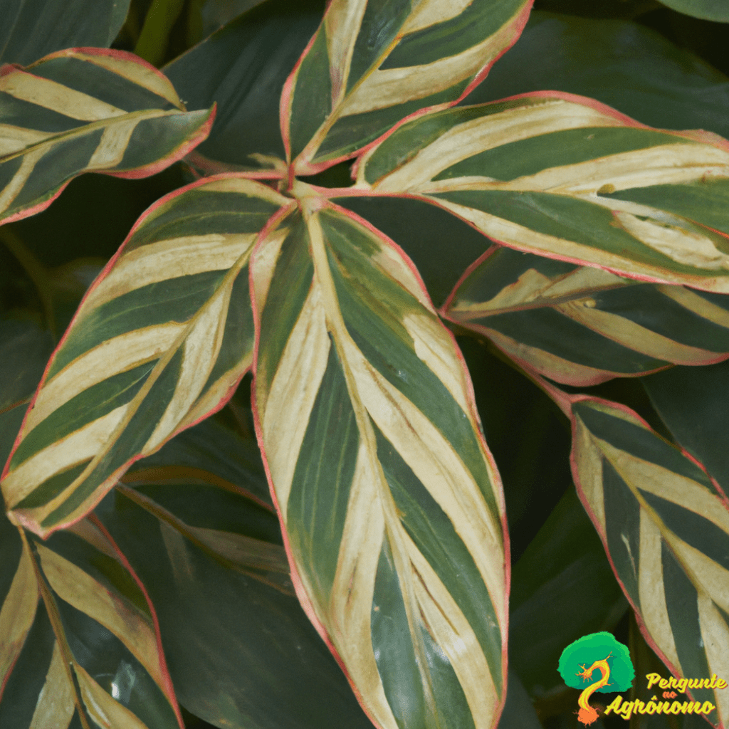 Planta colônia variegata