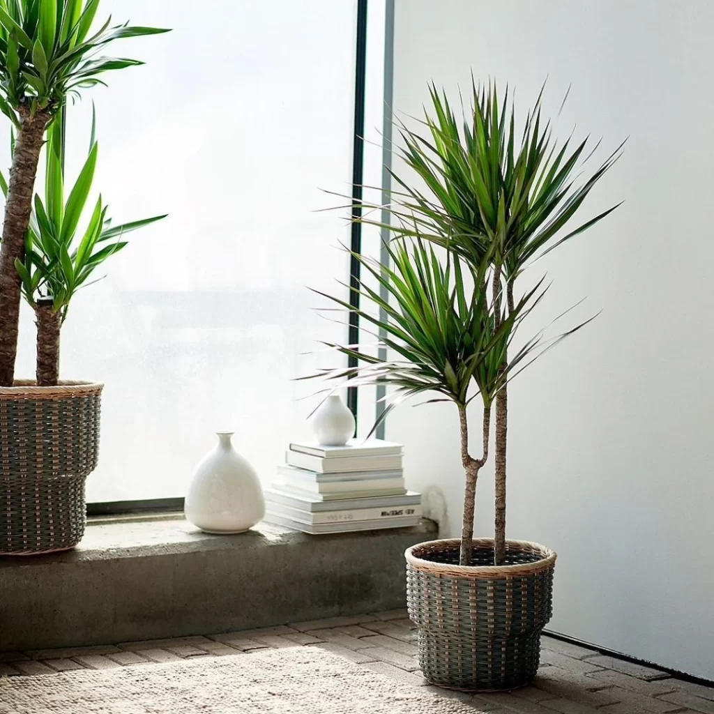 plantas para escritório: Dracena