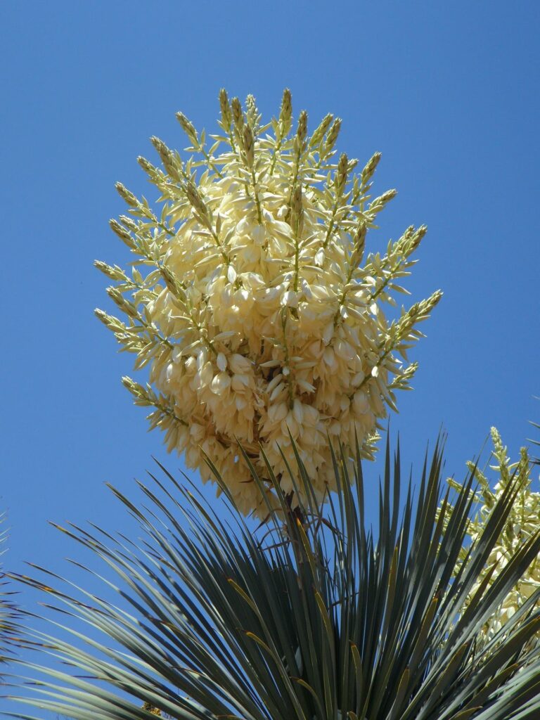 flores brancas da yucca