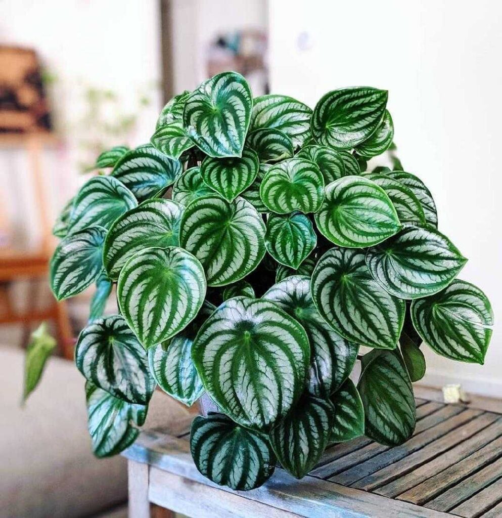 plantas para escritório: peperomia angyreia