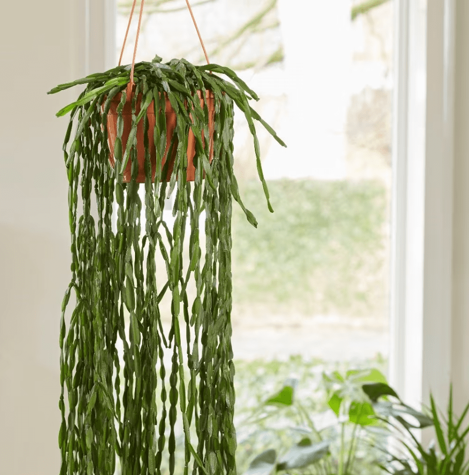 plantas para escritório: Rhipsalis