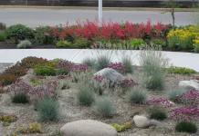 jardim xeriscape