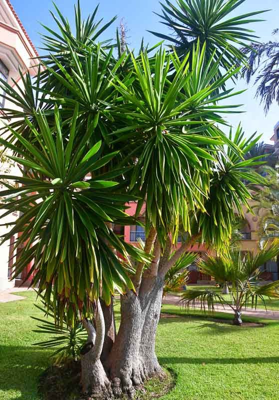 Planta yucca no jardim