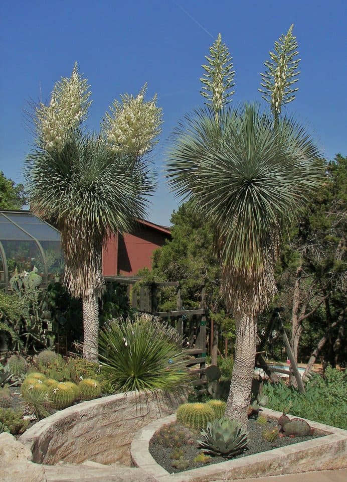 Yucca grande