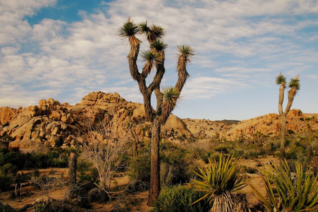 Yucca no deserto