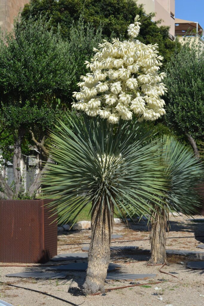 yucca florida no jardim