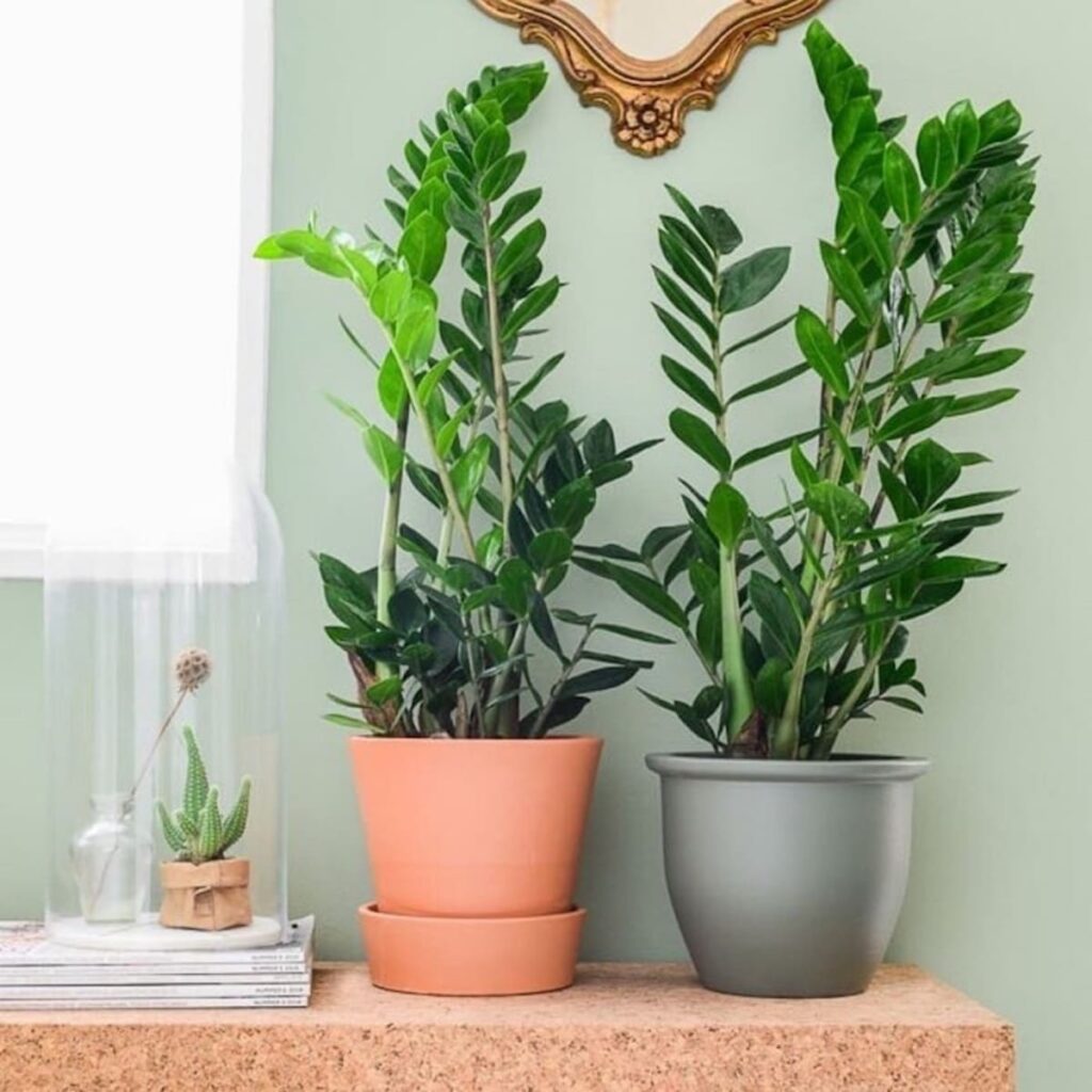 plantas para escritório: Zamioculcas