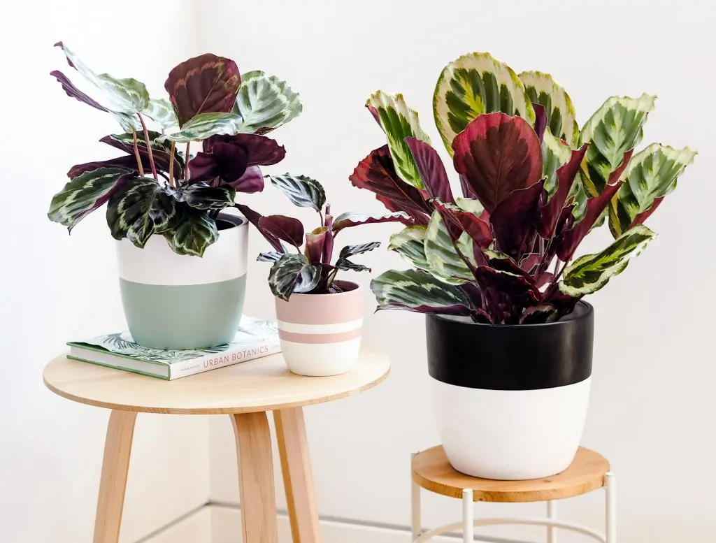 plantas para escritório: Calathea