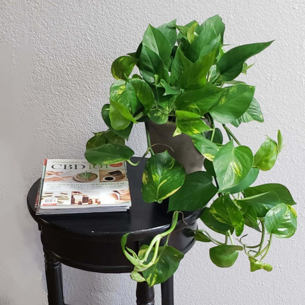 plantas para escritório:  jibóia