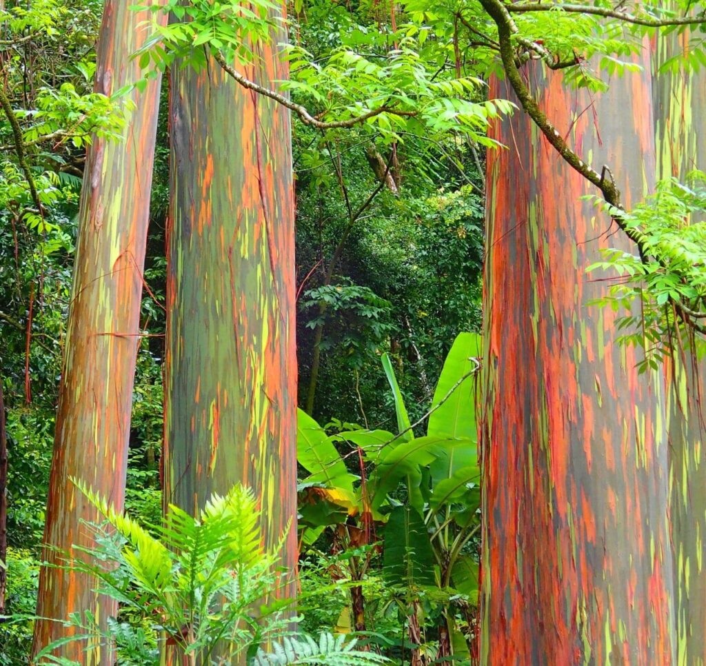 Tronco colorido do eucalipto arco-íris em close-up