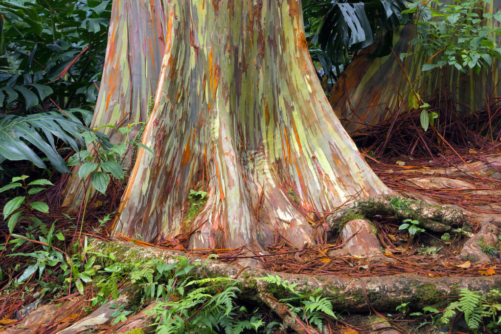 Estrutura de tronco de eucalipto arco-íris descascando
