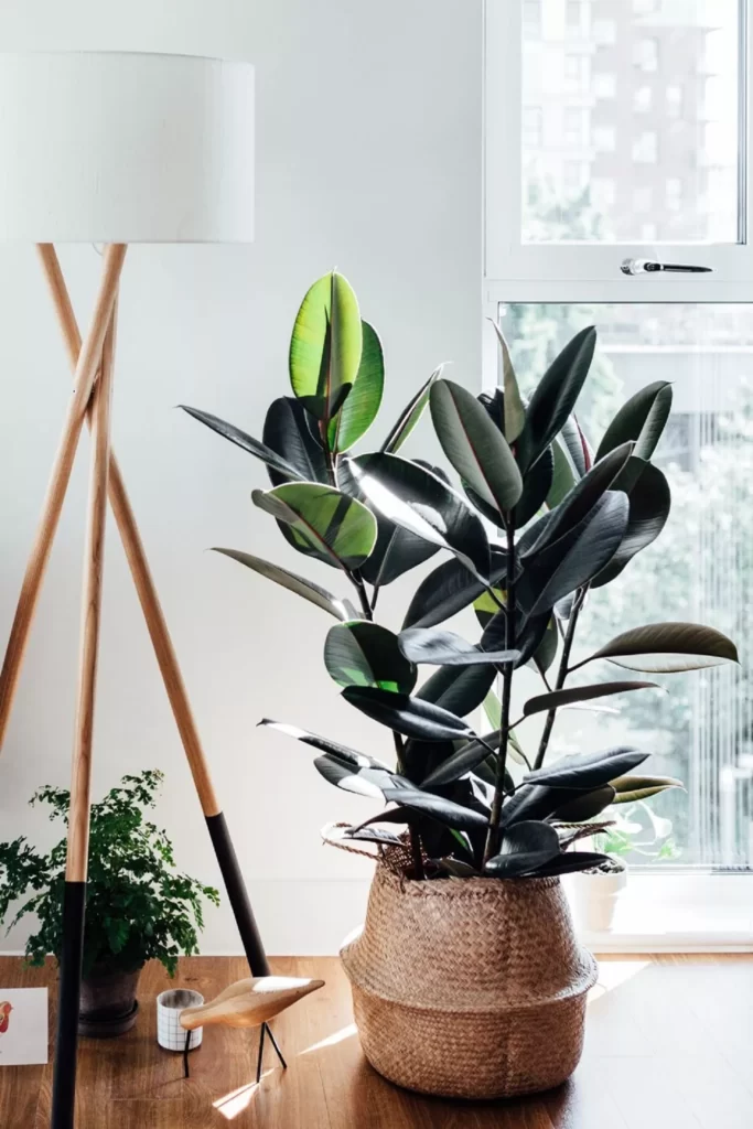 plantas para escritório: Ficus elastica