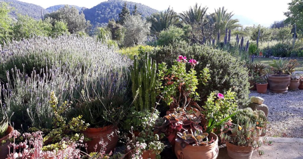 Estilos de Jardim: Jardim mediterraneo com vasos e lavandas