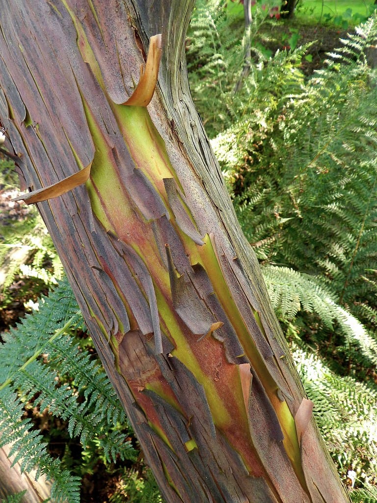 Imagem de um tronco do eucalipto arco-íris com suas cascas descamando