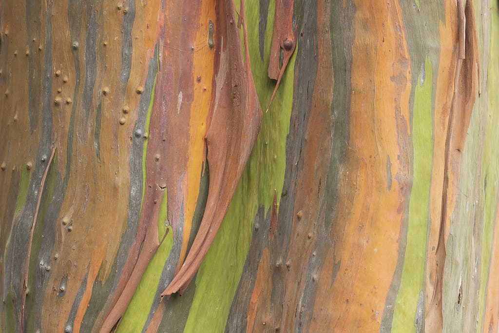 tronco colorido do eucalipto arco-íris, exibindo suas cascas descamando com as cores vibrantes por baixo