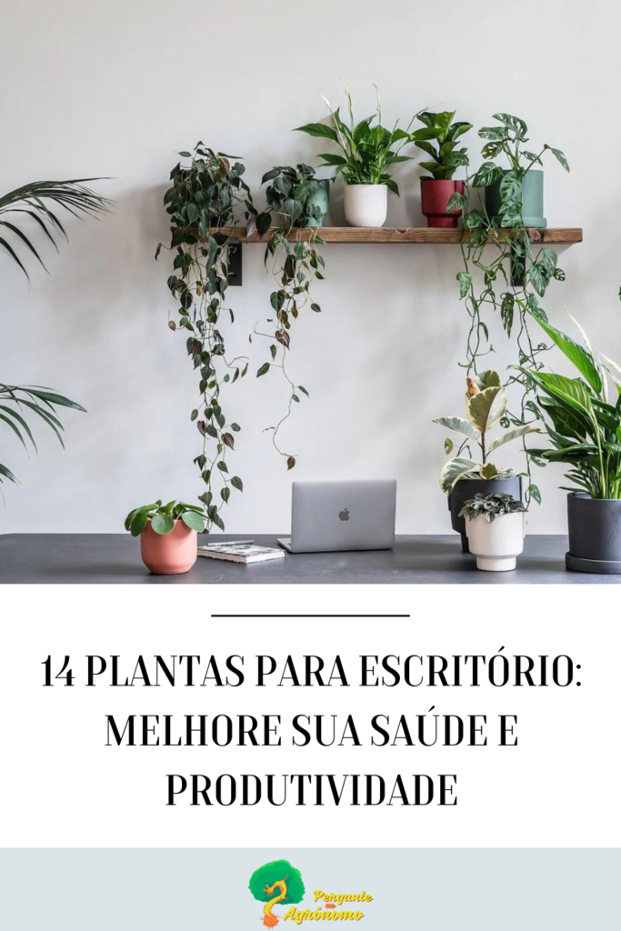 Plantas escritorio