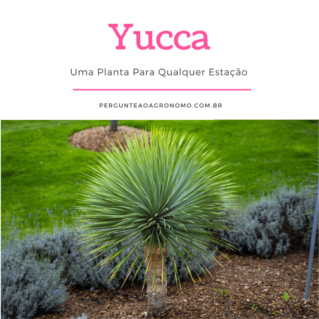 Artigo sobre a planta Yucca