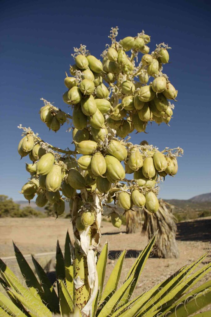 flores da Yucca baccata