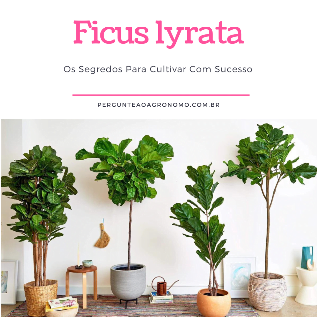 Ficus Lyrata Os Segredos Para Cultivar Com Sucesso