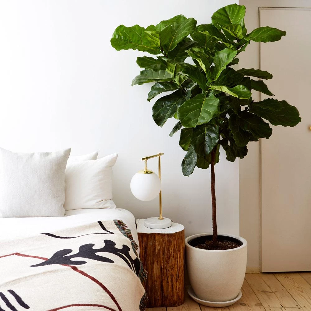 Ficus lyrata no quarto