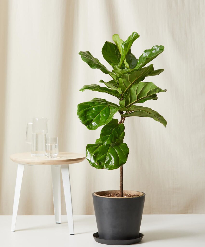 pequeno vaso de Ficus lyrata