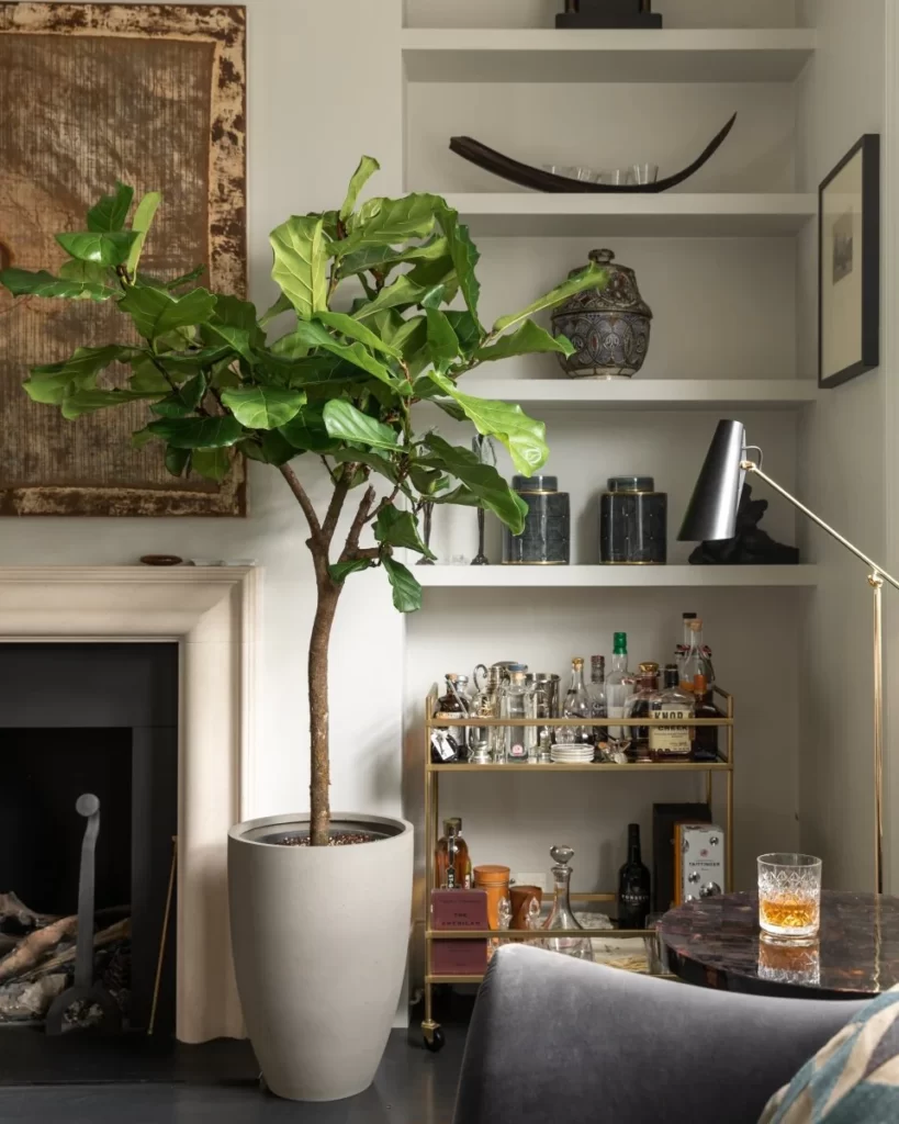 Vaso de Ficus lyrata na sala