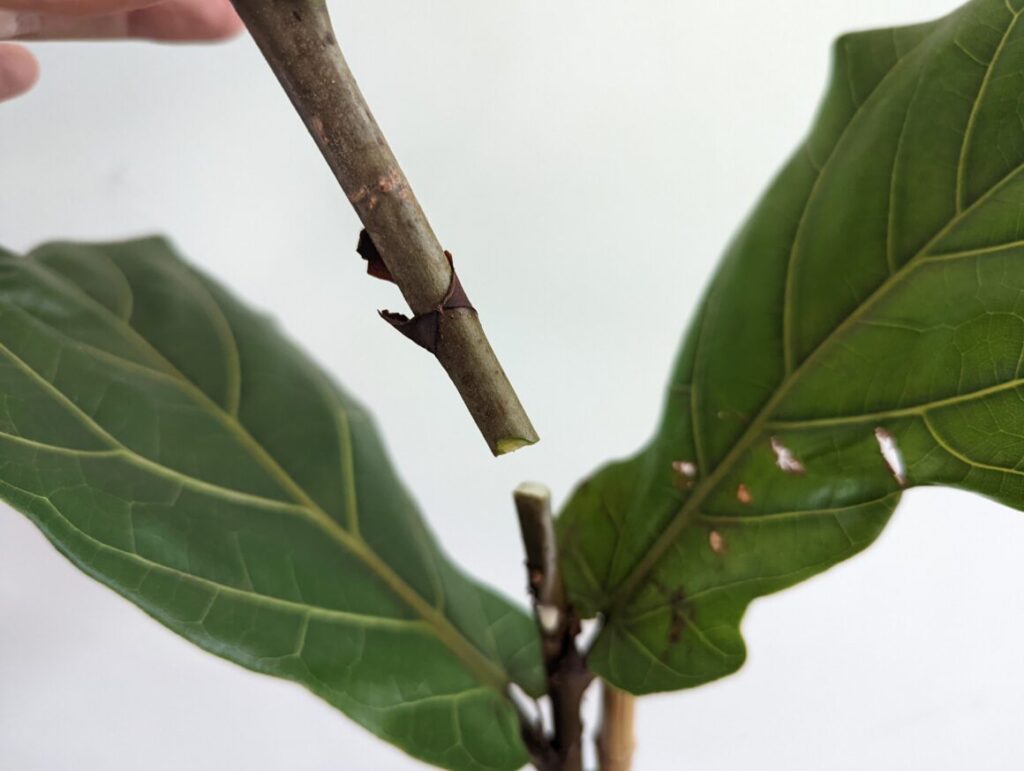 Ficus lyrata prune 2 The Healthy Houseplant