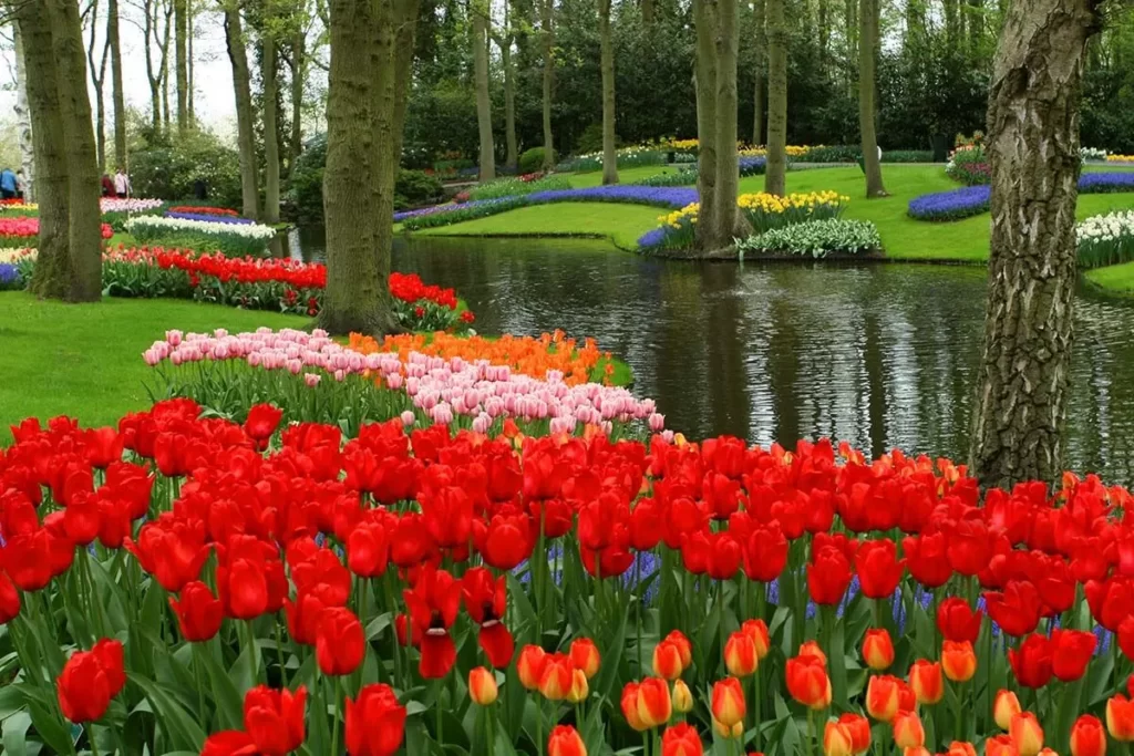 Parque Keukenhof cheio de tulipas vermelhas, rosas, alaranjadas e azuis