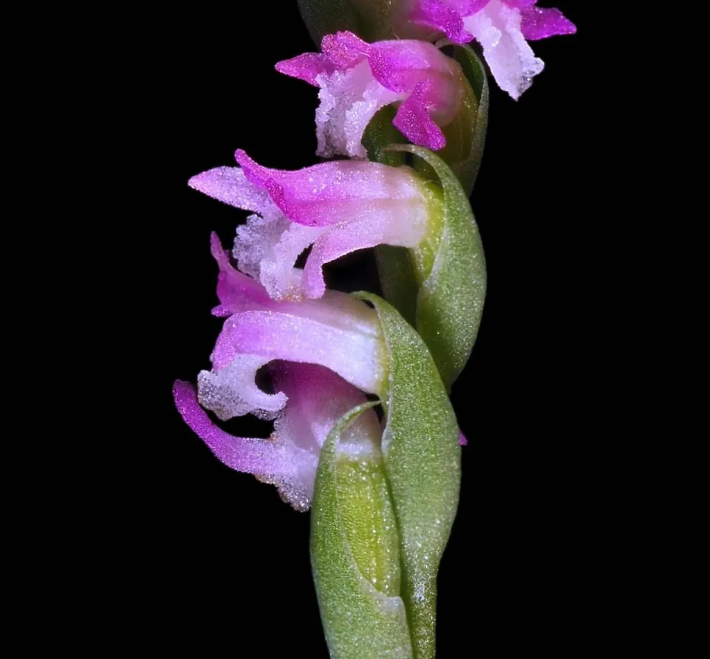 flores da nova orquídea Spiranthes hachijoensis