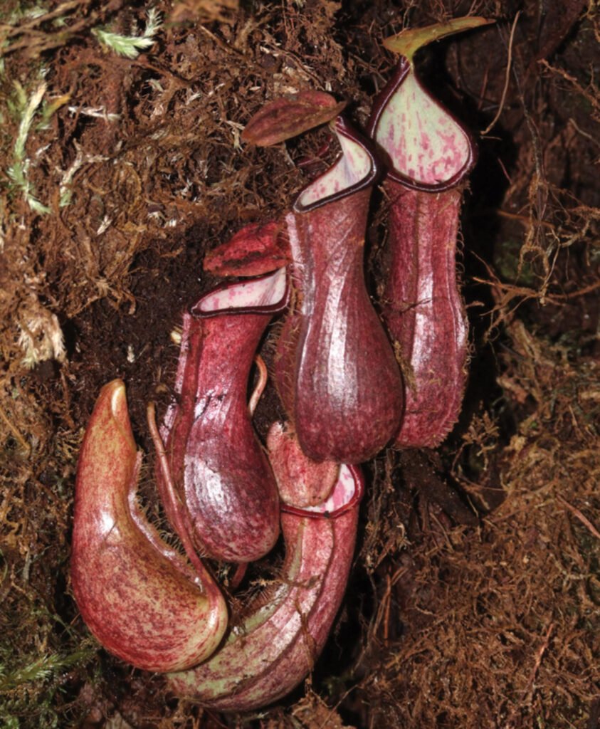 Nepenthes pudica no solo