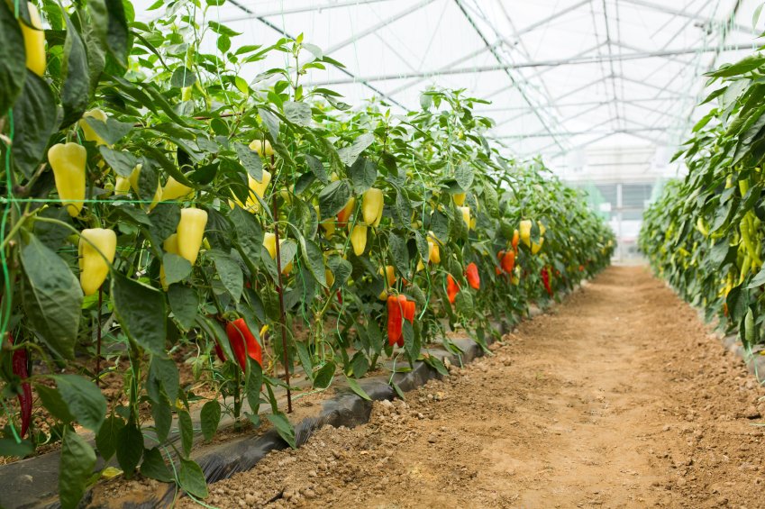 cultivo de pimentas grande escala