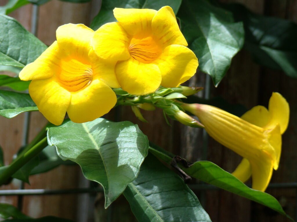 Flores amarelas da Alamanda-de-cerca