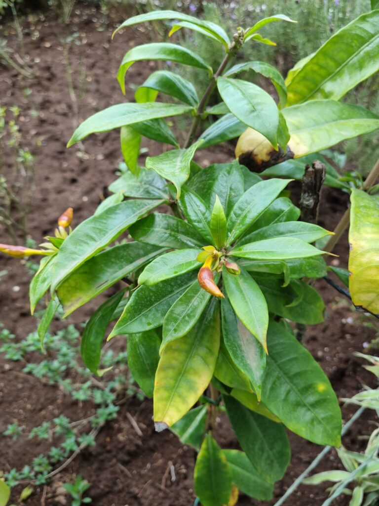 Solo ideal para o cultivo de Allamanda polyantha