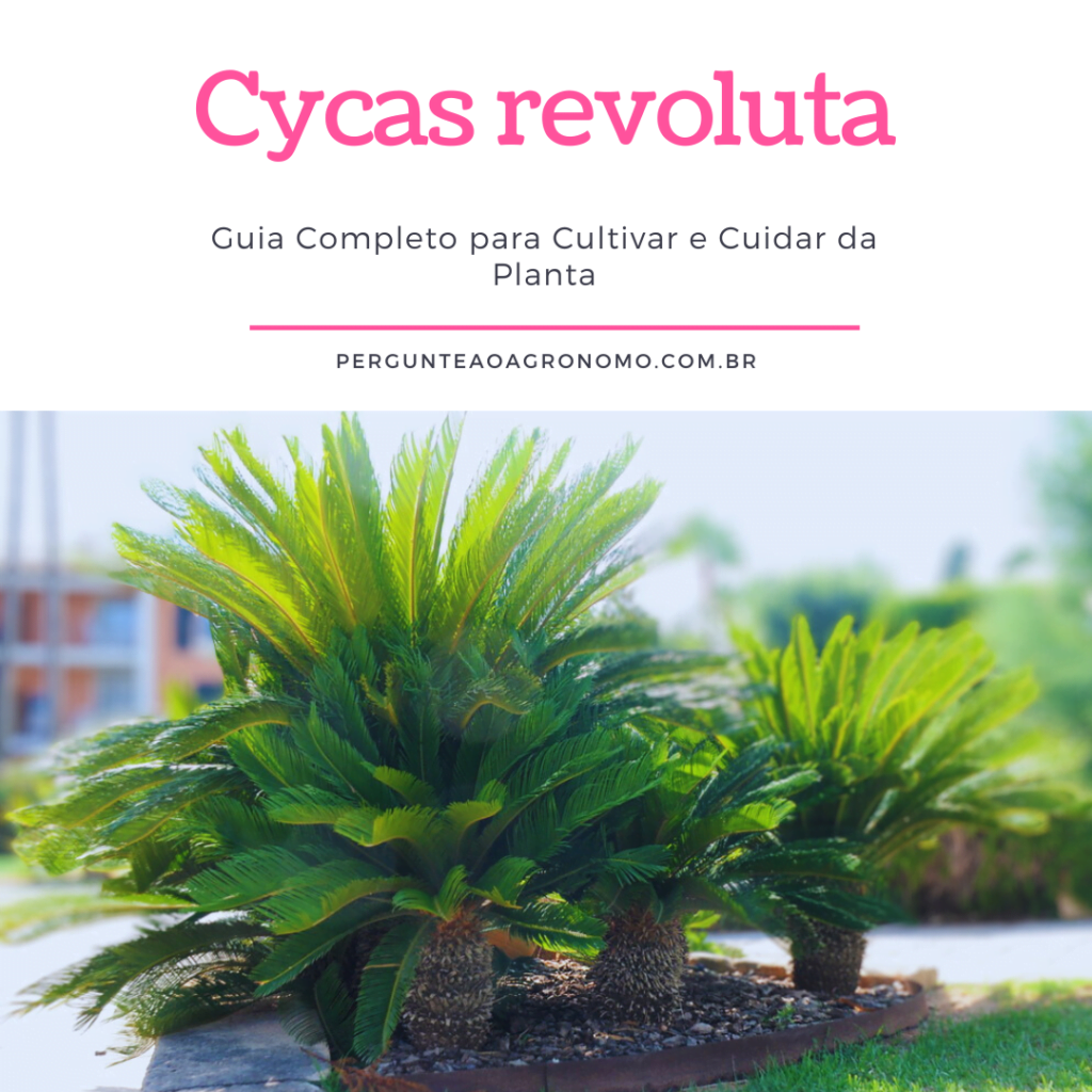 Cycas revoluta: Guia completo para cultivar e cuidar da planta