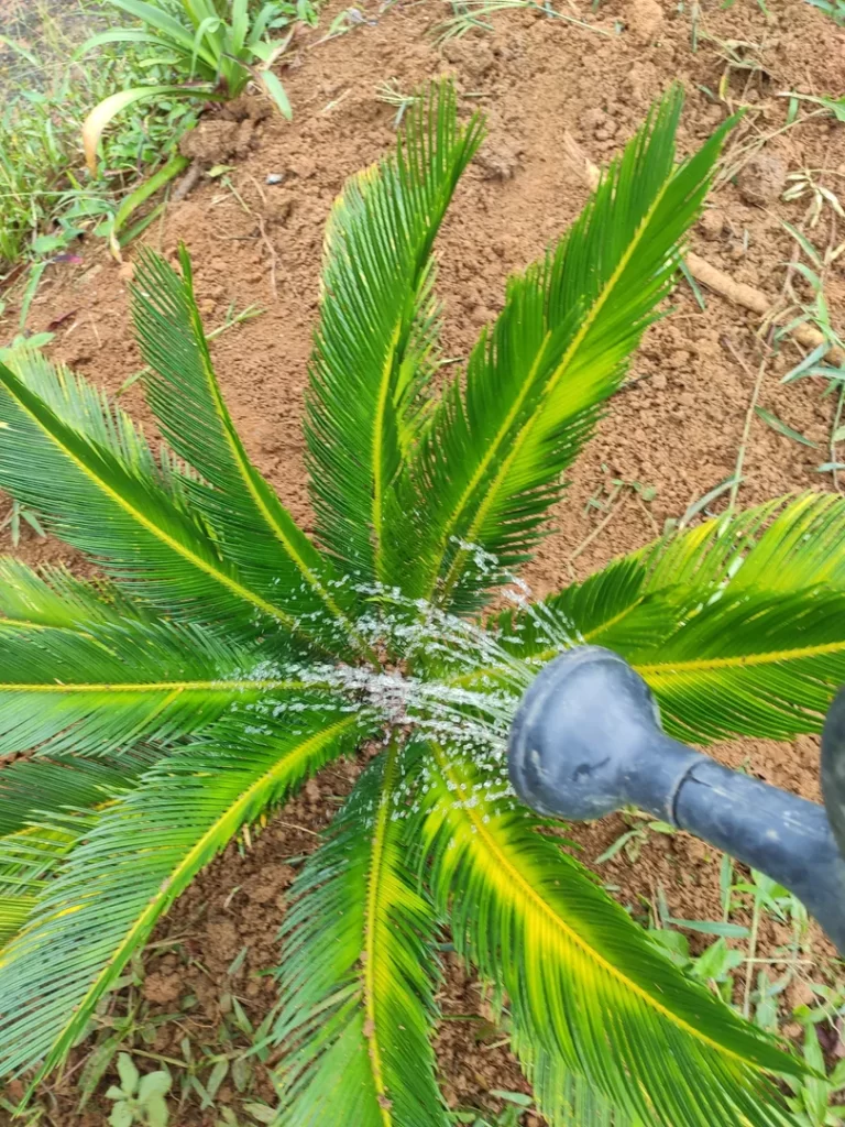 Irrigação da planta Cica