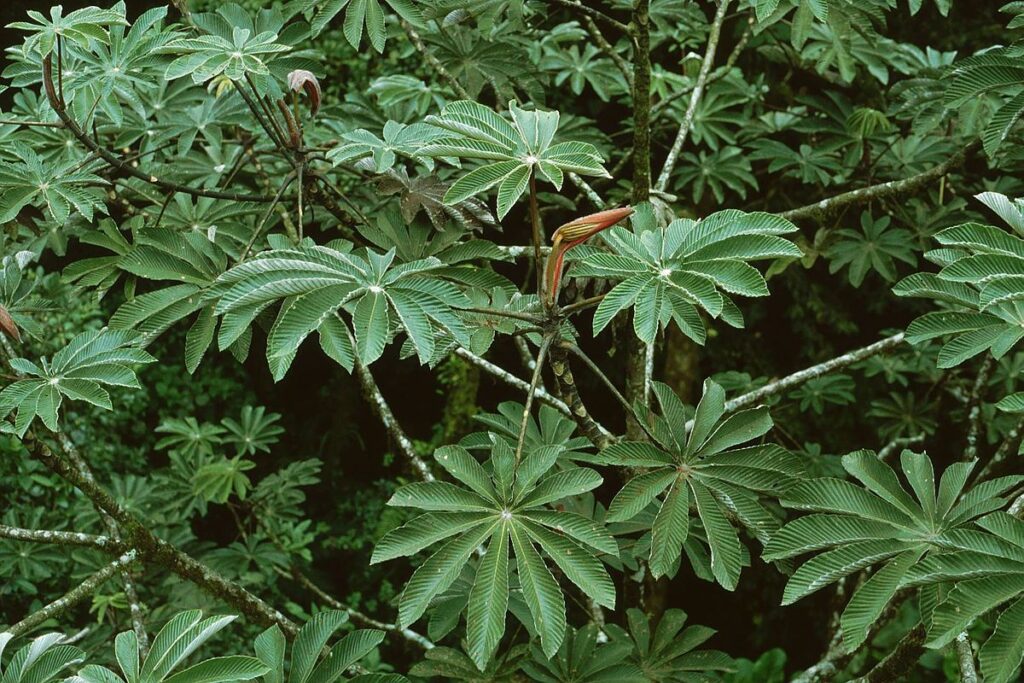 Folhas da Embaúba