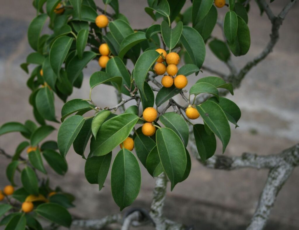 frutos da Ficus benjamina